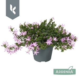 Campanula Adansa Pink
