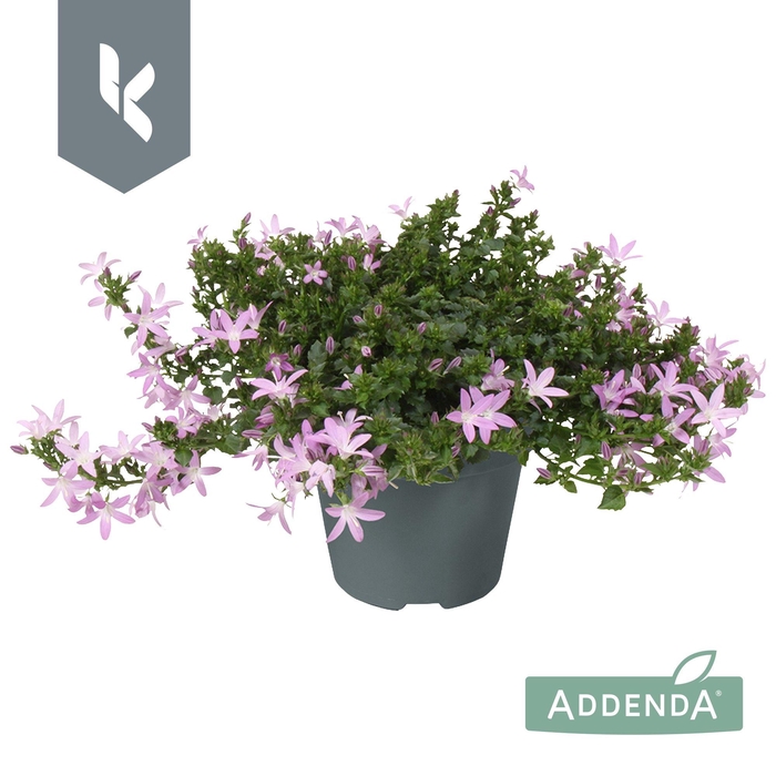 <h4>Campanula Adansa Pink</h4>