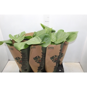 MONSTERA DELICIOSA P16