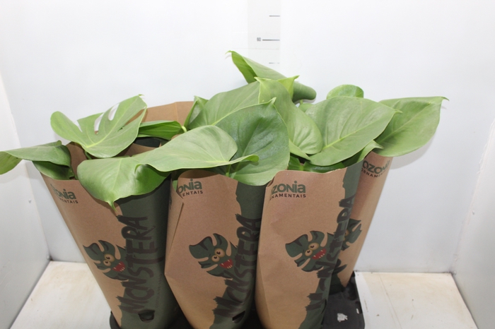 <h4>MONSTERA DELICIOSA P16</h4>