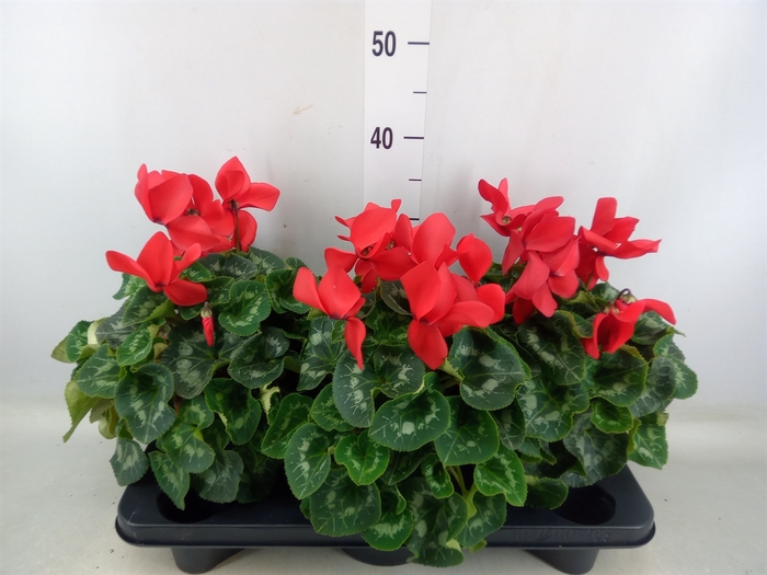 <h4>Cyclamen GR 'Mammoth'</h4>