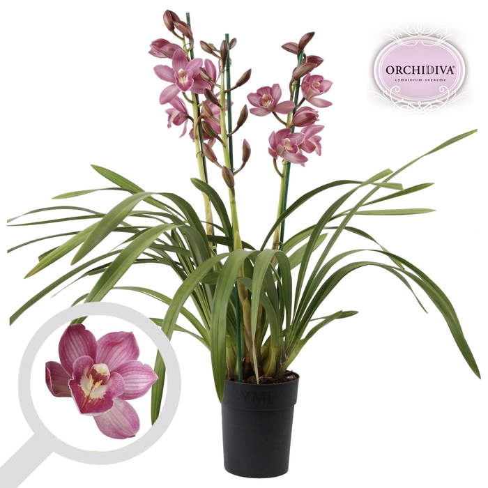 <h4>Cymbidium piccobello 3-4 tak</h4>