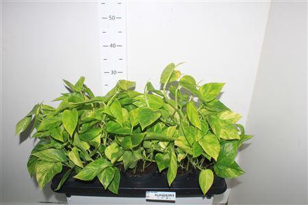 <h4>Epipr Njoy Gold</h4>