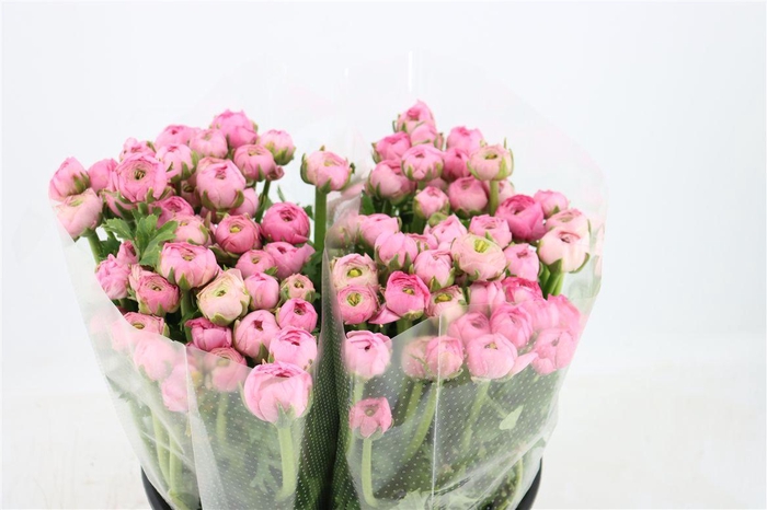 <h4>Ran Elegance Pink</h4>