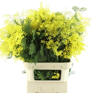 ACACIA BAILEYA BL BS