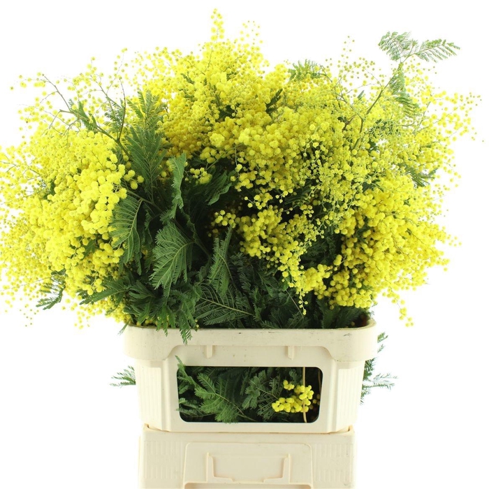 <h4>ACACIA BAILEYA BL BS</h4>