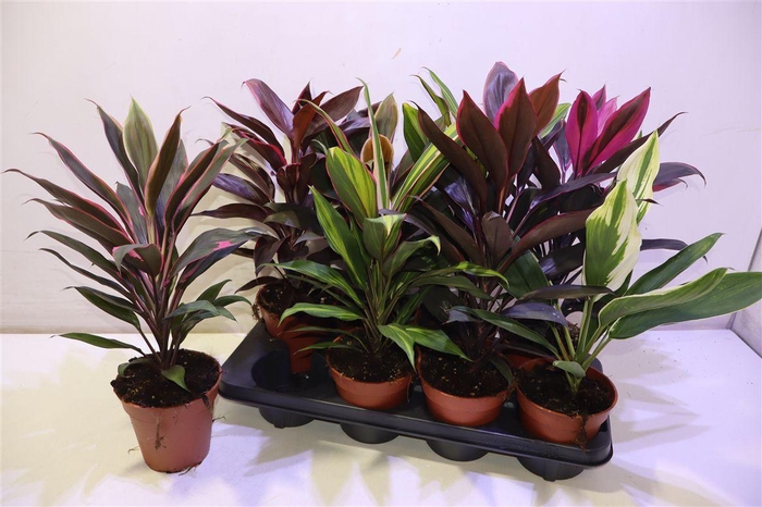 <h4>arr8 Cord Ov Gem</h4>