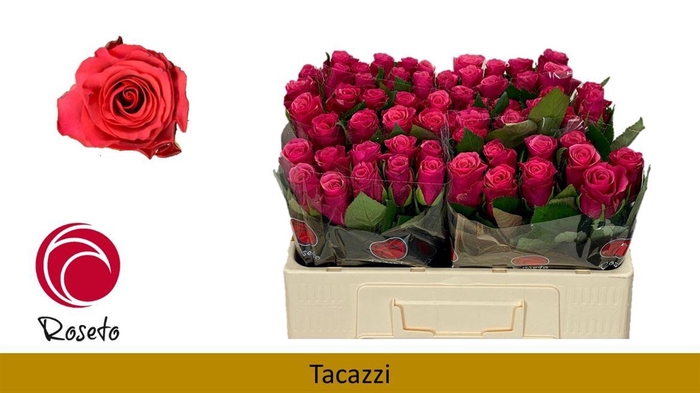 <h4>R Gr Tacazzi+</h4>