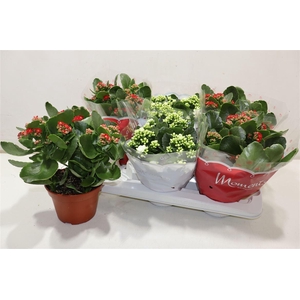 arr8 Kal Ge Gem 2 Kl