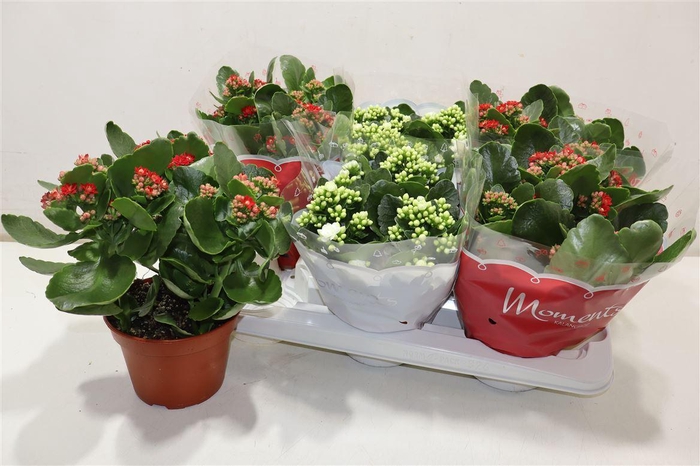 <h4>arr8 Kal Ge Gem 2 Kl</h4>