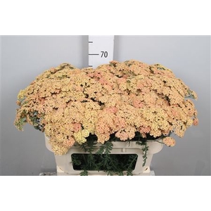 Achillea millef. 'Molly'
