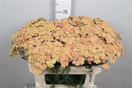 <h4>Achillea millef. 'Molly'</h4>