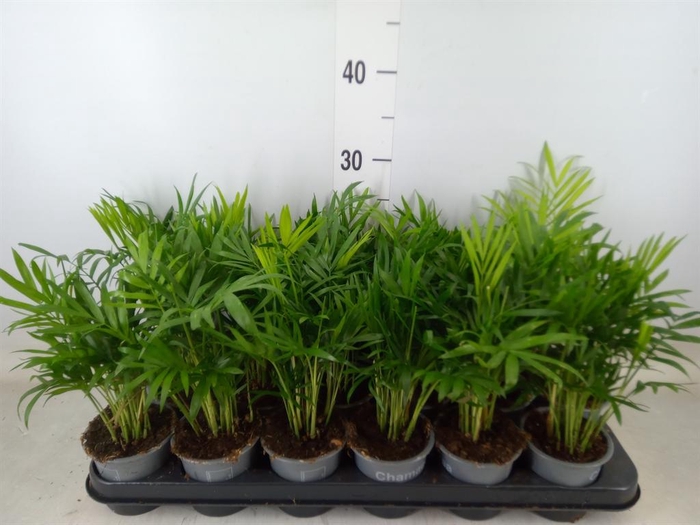 <h4>Chamaedorea elegans</h4>