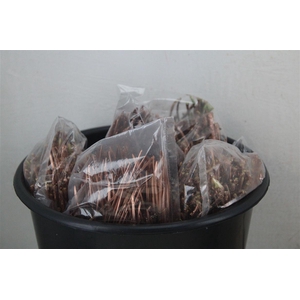 Dennen Needles Copper P Bag