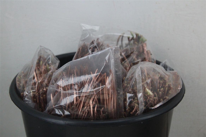 <h4>Dennen Needles Copper P Bag</h4>