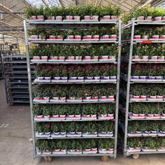 arr8 Fuchsia B F Mixk