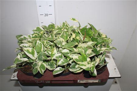 <h4>Epipr Aureum Njoy</h4>