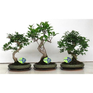 Bonsai mix, indoor, 24cm., shape, with drip tray
