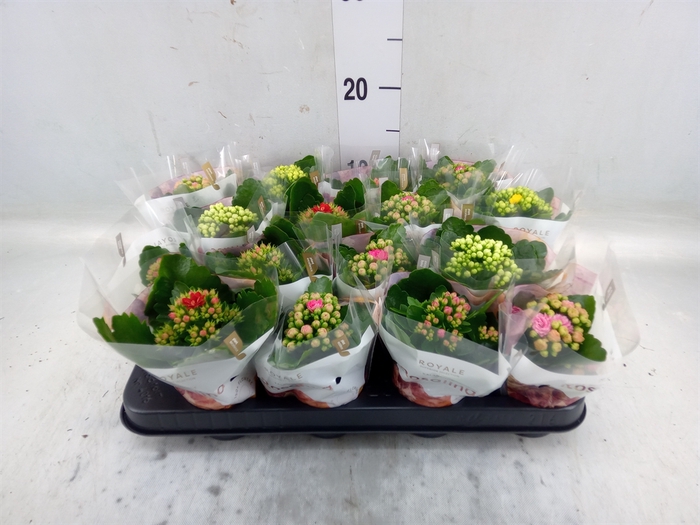 <h4>Kalanchoe blos. 'RoyalDon'   ..mix</h4>