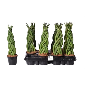 Sansevieria Cylindrica 8,5Ø 30cm