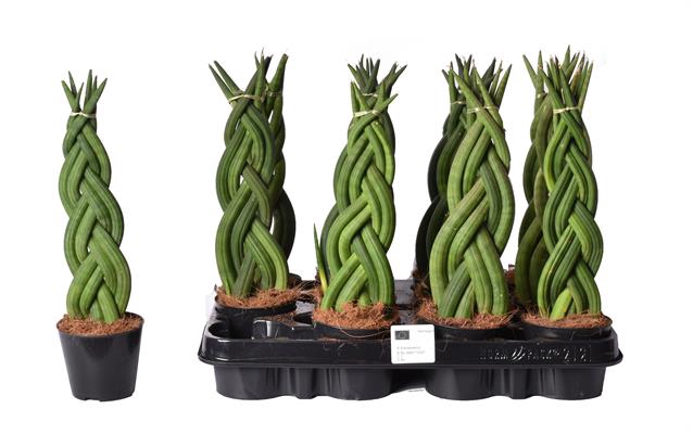 Sansevieria Cylindrica 8,5Ø 30cm