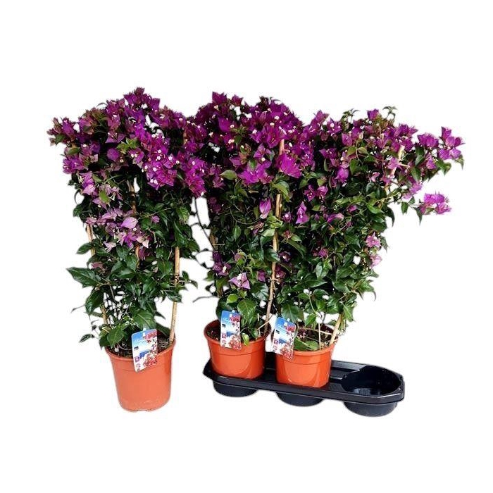 <h4>BOUGAINV ALEXANDRA</h4>