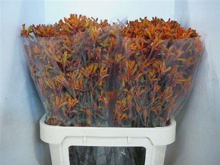 <h4>Anigoz Orange</h4>