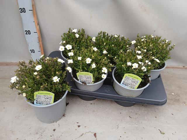 <h4>AREN MONTANA</h4>