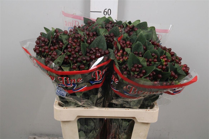 <h4>Hyp Globo Burgundy</h4>