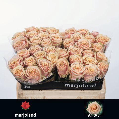 <h4>R Gr Bellini Marjoland</h4>