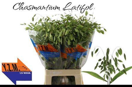 <h4>Chasmanth Latifolium</h4>