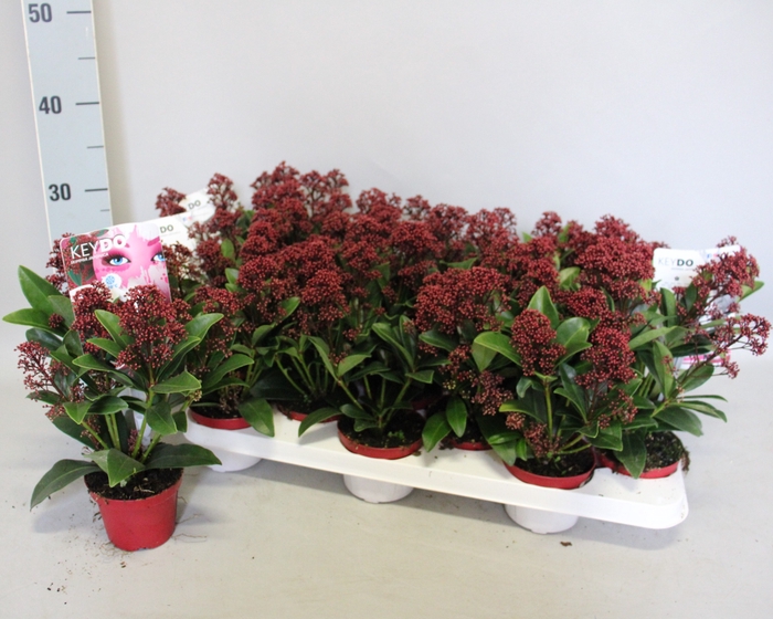 <h4>Skimmia jap. 'Mica'</h4>