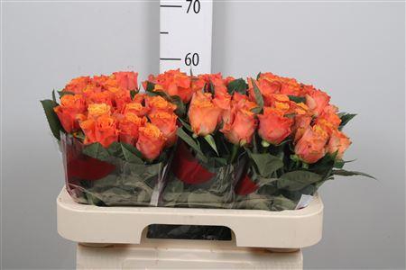 <h4>R Gr Arancio</h4>