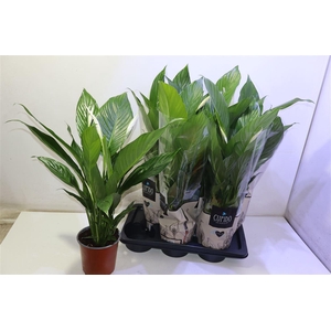 arr8 Spath Bingo Cupido