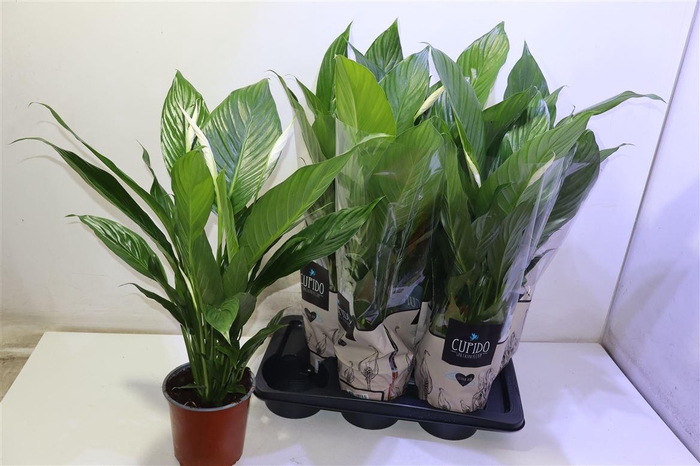 <h4>arr8 Spath Bingo Cupido</h4>