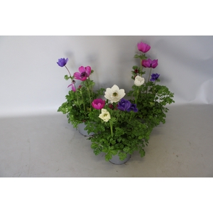 Anemone coronaria 13 cm Trio