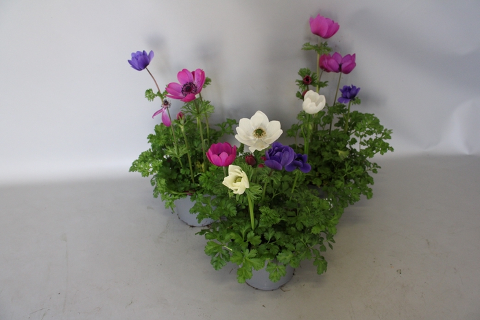 Anemone coronaria 13 cm Trio