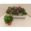 Chrysanthemum   ..mix 8