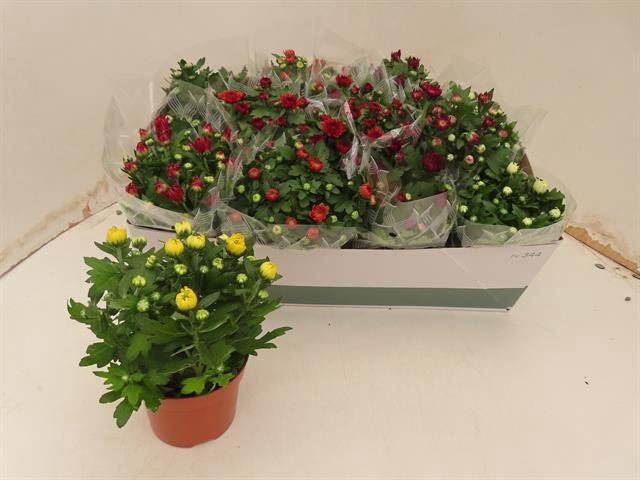 Chrysanthemum   ..mix 8