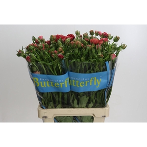 Ranunculus Butterfly Musa