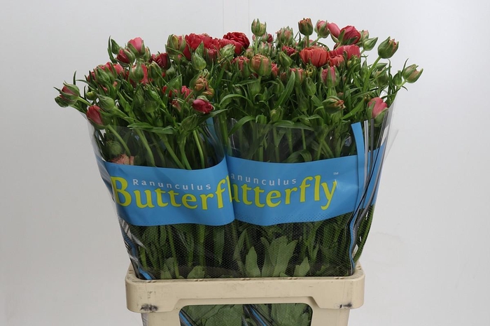 <h4>Ranunculus Butterfly Musa</h4>
