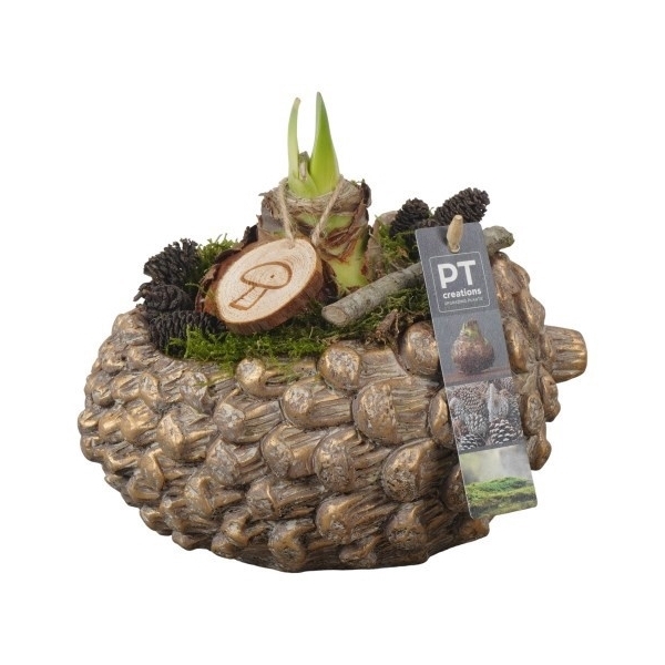 <h4>PTAA7520 Arrangement Amaryllis in beton pot</h4>