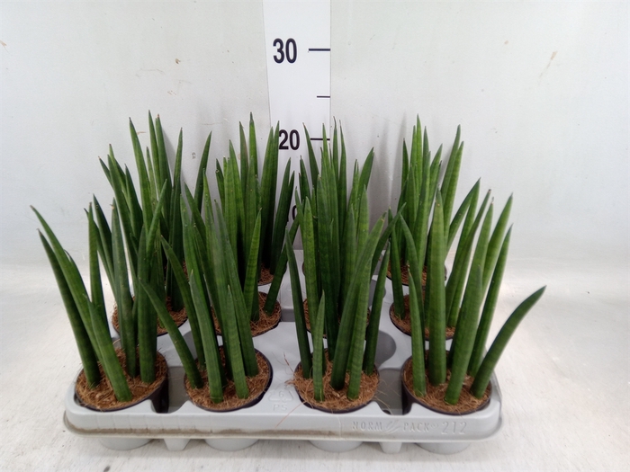 <h4>Sansevieria cyl.  ...</h4>