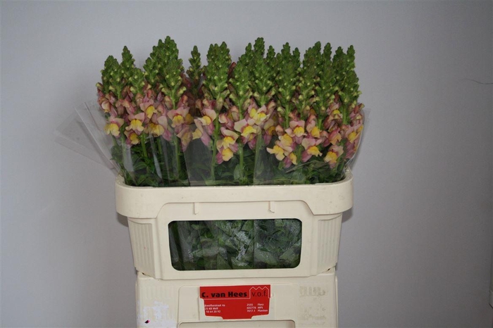 <h4>Antir Cool Orange</h4>