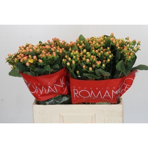 Hypericum Mellow Romance