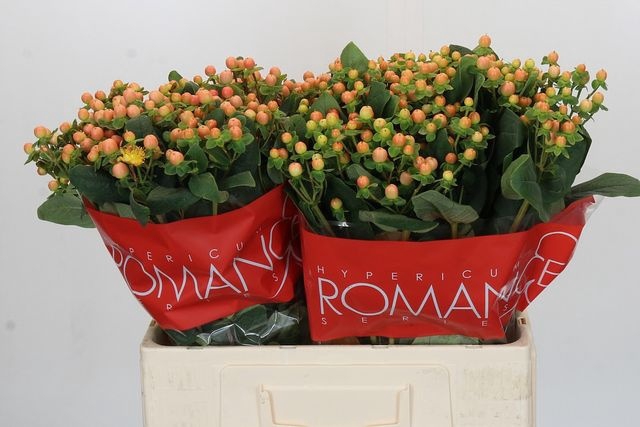 <h4>Hypericum Mellow Romance</h4>