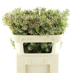 Leucad Ayoba St Pear