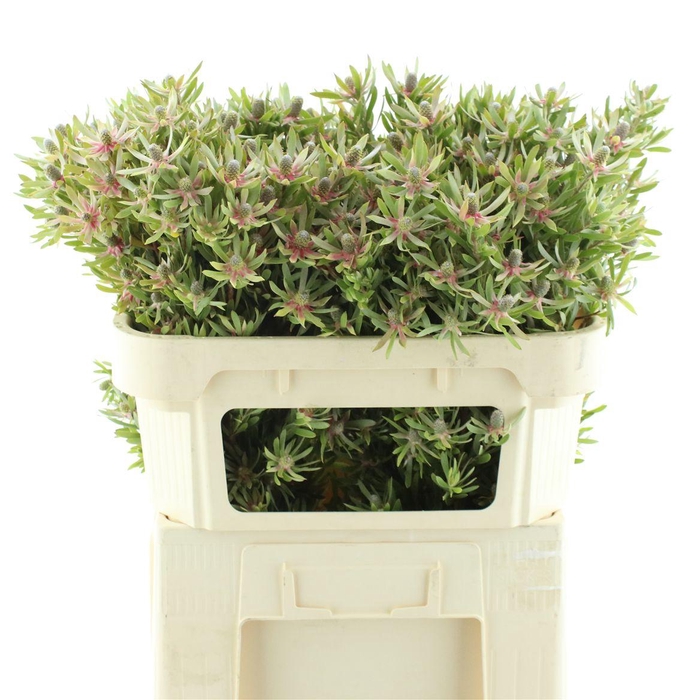 Leucad Ayoba St Pear