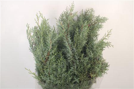 <h4>Cypresse Arizonica Per Bunch</h4>
