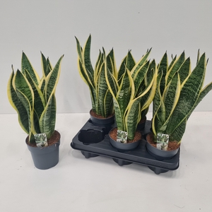 SANSEV FUTURA SUPERB